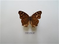 藏品(鱗紋眼蛺蝶)的圖片